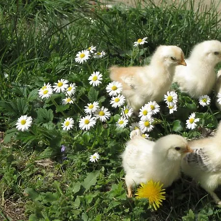 Apartman Turisticna Kmetija Cebelji Gradic *