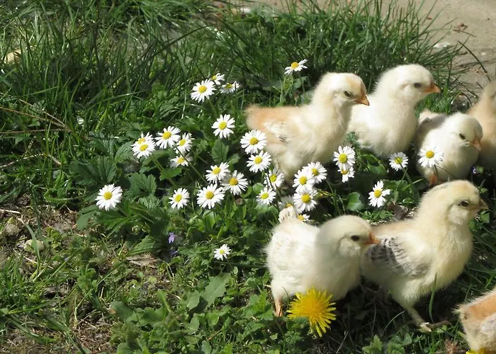 Apartamento Turisticna Kmetija Cebelji Gradic *